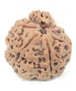 Super Collector Size 1 Mukhi Savar Rudraksha / Naag Savar Rudraksh - 29.... - $10,731.87 MXN