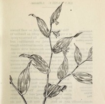 1905 Twisted Stalk Flower Print Pen &amp; Ink Lithograph Antique Art 6.75 x 3.75&quot; - £13.74 GBP