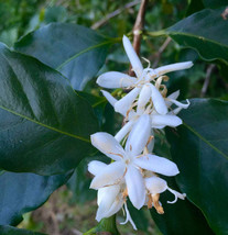 FREE SHIPPING Coffea canephora robusta Coffee 5 Seeds - £14.38 GBP