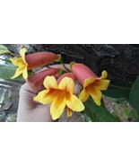 2 Plants Cross Vines Tangerine Beauty Bignonia Yellow Orange Red Trumpet... - $87.46