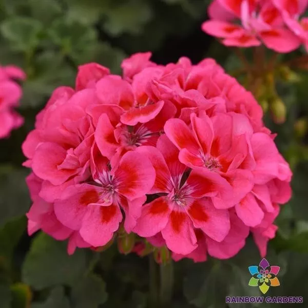 25 Presto Pink Geranium Seeds Planting Fresh Seeds - £9.63 GBP