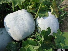 25 Wax Gourd Seeds , winter melon Seeds,  Benincasa hispida Seeds, - £3.98 GBP