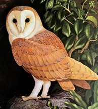 Barn Owl Art Print Color Plate Birds Of Prey Vintage Nature 1979 DWT11A - $34.99