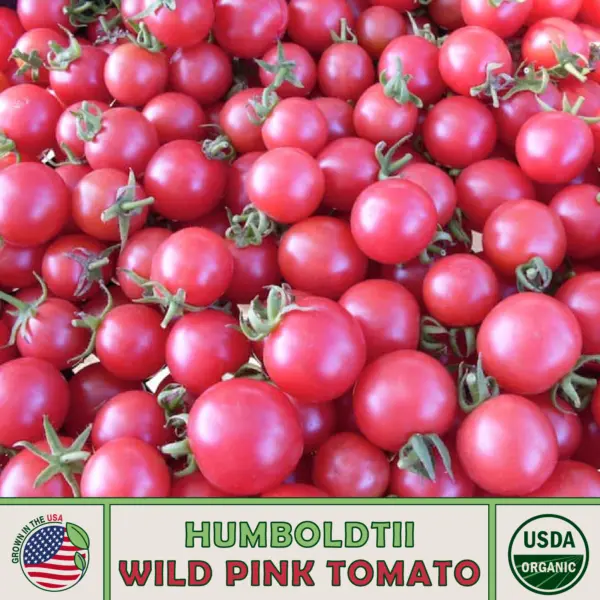 10 Humboldtii Wild Pink Tomato Seeds Heirloom Non-Gmo Genuine Usa Garden - £7.91 GBP
