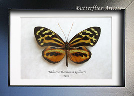 Tithorea Harmonia Real Tiger Butterfly Entomology Museum Collectible Sha... - $59.45 CAD