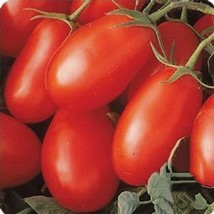 50 Seeds Of Organic Roma Tomato For 2023 Determinate Nongmo Organic - £6.66 GBP