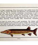 Muskie 1939 Fresh Water Fish Art Gordon Ertz Color Plate Print PCBG20 - €25,56 EUR