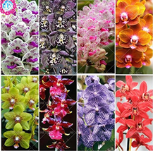 100Pcs Orchid Flower 20 Kinds Phalaenopsis Orchid Perenial Flowers Potte... - $6.46