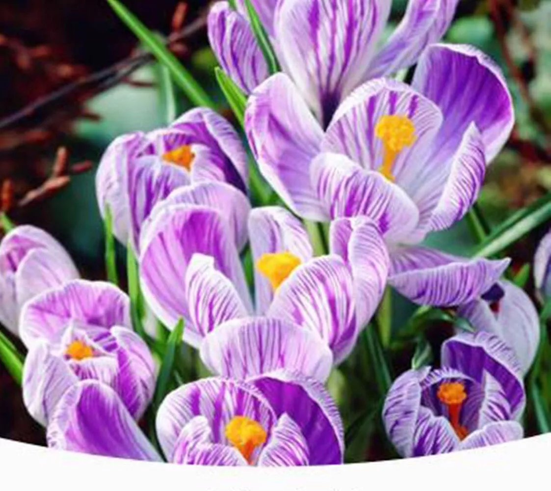 Pickwick Purple CROCUS fragrant flower exotic garden plant USA Seller 20 Seeds - £7.46 GBP