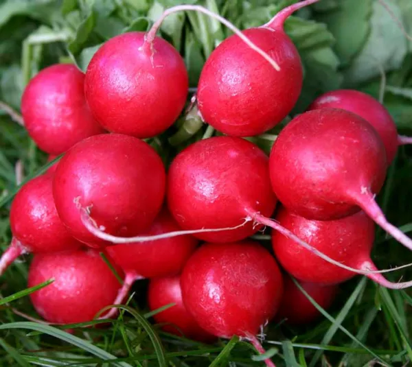 Radish Cherry Belle White Inside Early Variety 23 Days 180 Seeds Fresh - £7.78 GBP