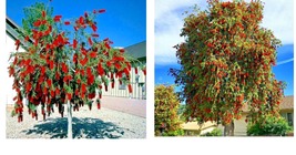 Weeping Bottlebrush Flower Tree 50 Seeds Garden Plant (Callistemon Viminalis) - £15.72 GBP