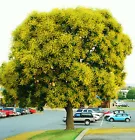 Koelreuteria bipinnata - Chinese Flame-Tree exotic flower bonsai seed - 20 seeds - $17.98