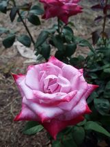 Paradise Hybrid Tea Rose 1 Gal Bush Plants Lavender Pink Magenta Fragran... - $33.90