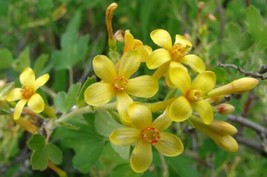 Ribes Aureum Var Gracillimum Golden Currant 10 Seeds Seeds Fresh Fast Sh... - £18.88 GBP