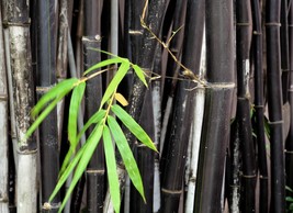 Black Bamboo Plant Seeds - £7.07 GBP