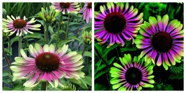 Green Twister Purple Cone Flowers garden flower 40 seeds - £27.66 GBP