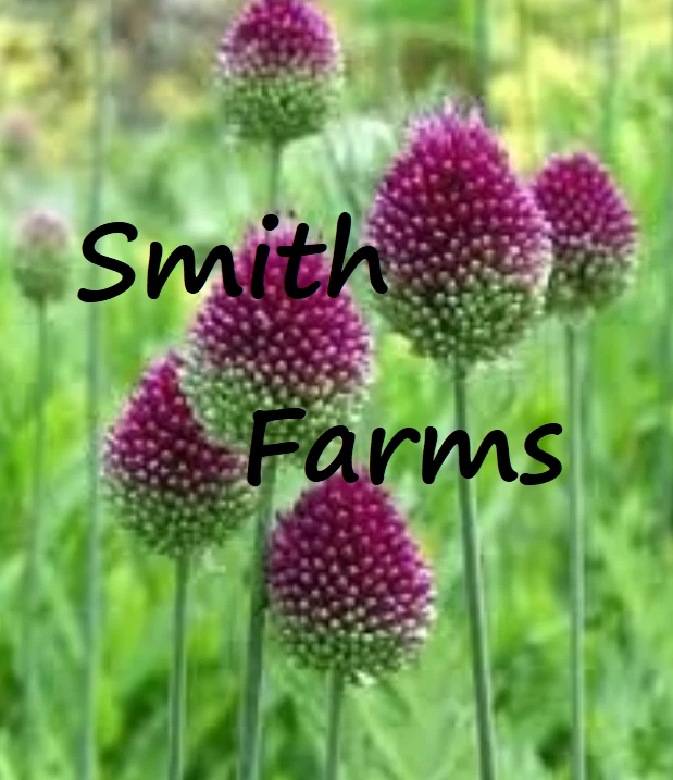 25+ Seeds Drumstick Alliums Flowers Perennials Sphaerocephalon Floral Ga... - $6.95
