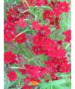 50 Mahogany Midget Coreopsis Tinctoria Red Dwarf Bulk Seeds - $219.02 MXN
