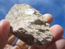 COFFINITE URANIUM ROCK 3.7 OZ 43,500. CPM   $25.00 +$12.80 S/H - $25.00