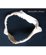 Ocean Surf Real Shark Jaw Framed Taxidermy Entomology Shadowbox Display - $157.92 CAD