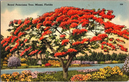Royal Poinciana Tree Miami Florida Vintage Postcard (A12) - £5.89 GBP