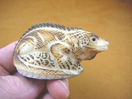 tne-liz-ig-204b) brown IGUANA lizard TAGUA NUT Figurine carving Vegetabl... - $26.64
