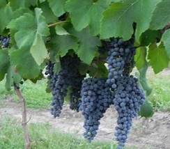 CAMMINARE NOIR Wine Grape Vine 4-6 FT Tall Live Plant Pierce&#39;s Disease Resistant - £73.62 GBP