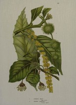 Wall Art Print 19th C Botanical Greenery Leaves 39x54 54x39 Asparagus Light - £485.68 GBP