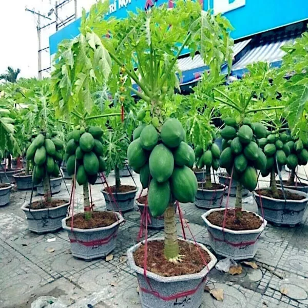20 &quot;Dwarf Solo Waimanalo&quot; (Carica Papaya) Fruit Tree Seeds Fast Houseplant Fresh - £16.68 GBP