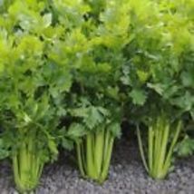 Celery 1000+ Seeds - Tall Utah 52-77, NON-GMO, Heirloom - £7.99 GBP