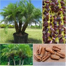 Phoenix Roebelenii Seeds 10 Und Pygmy Date Palm Tree Rare Plant Wholesale - $2.50