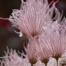 Apache Plume *Prairie Smoke Lookalike* (Fallugia Paradoxa) - 20 Seeds USA SELLER - $9.98