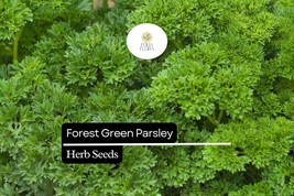 600 Seeds Forest Green Parsley (Petroselinum crispum) – Aromatic Herb fo... - $98.72 MXN