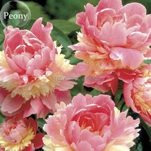 Heirloom Sorbet Robust Colorful Double Blooms Peony Mixed, 5 Seeds, fragrant per - £4.41 GBP