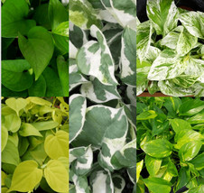 20 Cuttings 4type Marble Queen Snow , Golden , Green , Neon pothos-live plant - $22.09