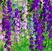 Fresh Larkspur Seeds 200+ &quot;Rocket&quot; Mix Purple White Annual Flower  - $4.00