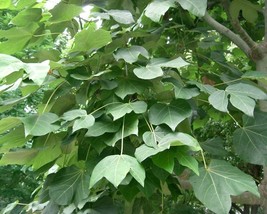 Firmiana Simplex (Chinese Parasol Tree) 10 seeds - £1.52 GBP