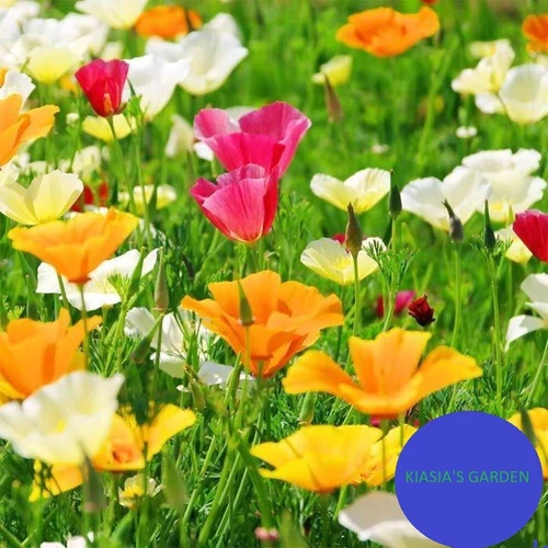THJAR California Poppy Seeds - Mission Bells, 500 Seeds Per Packet, Non-... - $4.78