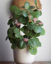 Hoya Obovata Splash Live Houseplant 4&quot; Pot Thick Round Leaves - £28.70 GBP