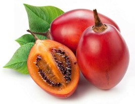 25+ Red Tamarillo Seeds ~Solanum becateum~ Cyphomandra becatea ~ Tree To... - $9.41