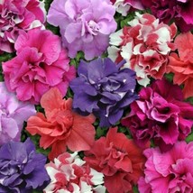 50 Double Mix Petunia Seeds Flower Containers Hanging Baskets Window Seed 322 - $13.00