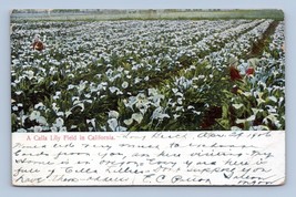 Calla Lily Field in California CA Agriculture 1906 DB Postcard P6 - £3.66 GBP