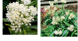 150 Seeds! Milkweed SWAMP WHITE Asclepias Perennial Monarch Butterfly Host Plant - £25.94 GBP
