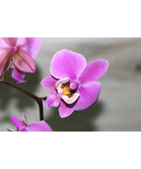 PHALAENOPSIS SCHILLERIANA SMALL ORCHID POTTED - £38.53 GBP