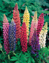 Lupine Russell Lupine Perennial Flower 35 Seeds Fresh Garden USA SELLER - £7.15 GBP