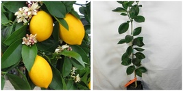 Dwarf Meyer Lemon Tree - 26-30&quot; Tall - Gallon Pot - Citrus × meyeri - H03 - £117.72 GBP