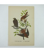 Bird Litho Print Broad-winged Hawk Sparrow Hawk John James Audubon Antiq... - £15.97 GBP
