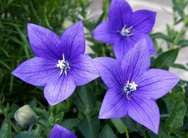 BALLOON FLOWER BLUE, 200 SEEDS R - £13.02 GBP