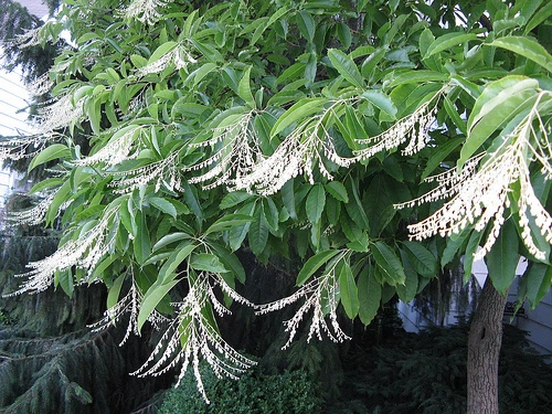 Lily of the Valley Tree, Oxydendrum arboreum, Seeds (Fall Color, Fragrant) - $9.17