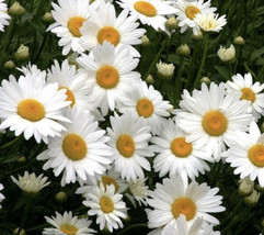 Giant Shasta Daisy Perennial Flower 100 Seeds USA Seller Garden Fresh - £6.00 GBP